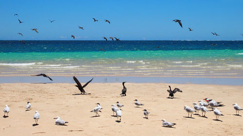 Seagulls flying over beach against sky