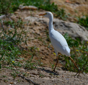 Close-up of bird