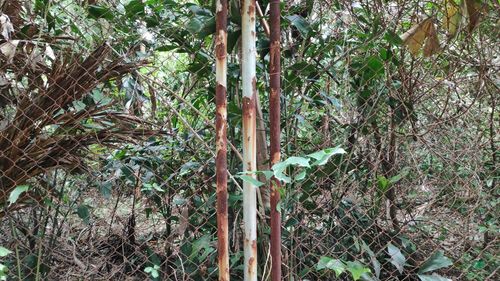 Close-up of bamboo trees in forest