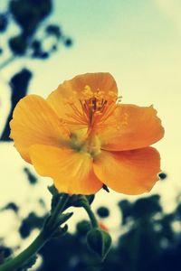 Close-up of orange flower