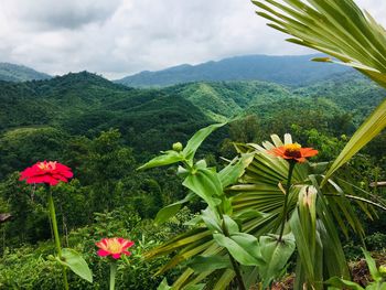 Close-up of flowering plant against mountain