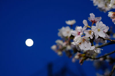 Low angle view of cherry blossom against blue sky