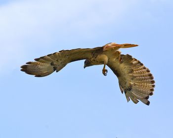 Low angle view of eagle flying against clear sky