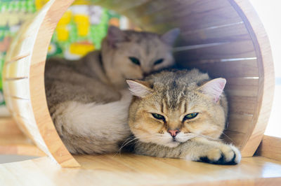 Cute brown scottish straight cat sleep in house, popular pet animal concept