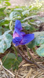 Close-up of flower growing on plant