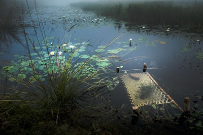 High angle view of plants floating on lake