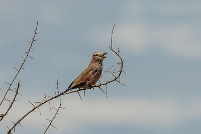 Low angle view of bird perching on twig against sky