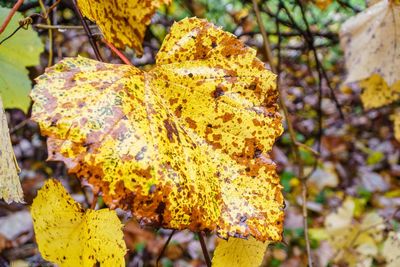 Close-up of leaves on tree trunk