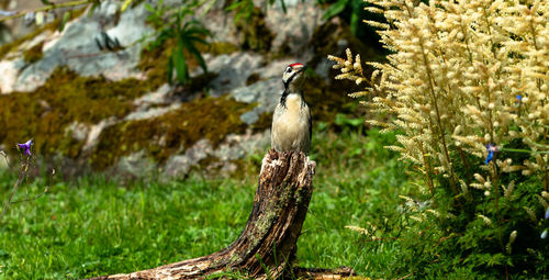 Bird perching on a tree