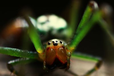 Close-up of ladybug on leaf