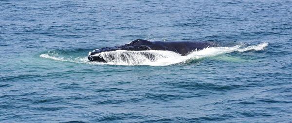 Humpback whale surfacing and feeding in the atlantic ocean