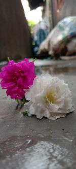 Close-up of rose bouquet