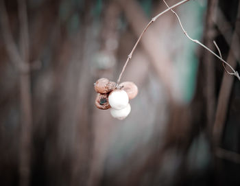 High angle view of plant