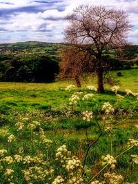 Scenic view of grassy field against cloudy sky