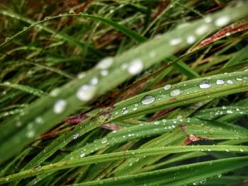 Close-up of wet plant during rainy season