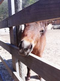 Portrait of a horse in stable