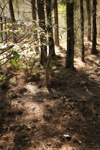 Trees growing in forest