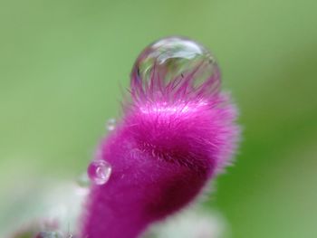 Close-up of flower against blurred background