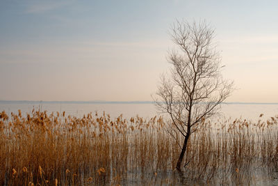 Lakeside wit marsh plant and reed