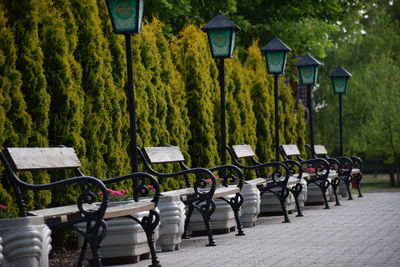 Row of trees in row