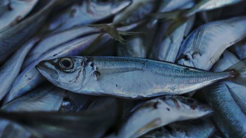 Close-up of fish for sale