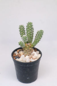 Close-up of potted plant against white background