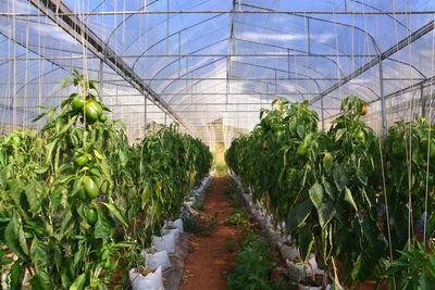 Plants growing in greenhouse