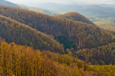 Scenic view of forest during autumn