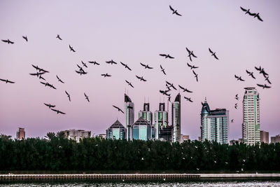 Flock of birds flying in city