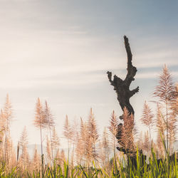 Plants against sky