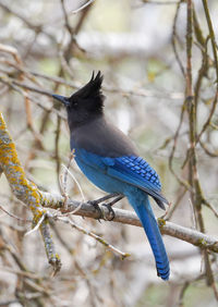 Close-up of bird perching on branch