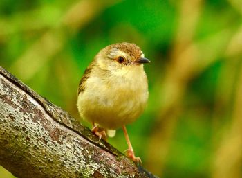 Close-up of bird perching on tree