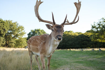 Portrait of deer standing on field