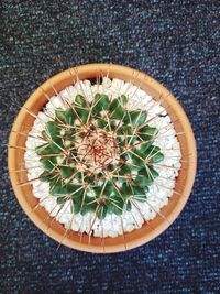 High angle view of succulent plant on table