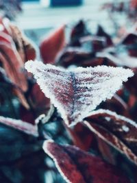 Close-up of snow on plant during winter