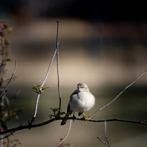 Close-up of bird perching on branch