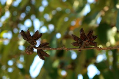 Close-up of dried leaves on plant