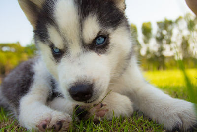 Close-up portrait of puppy on grass