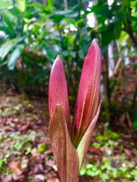 Close-up of flower blooming outdoors