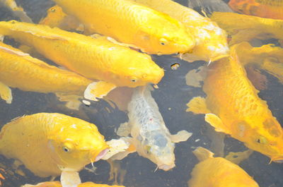 Close-up of fish swimming in water