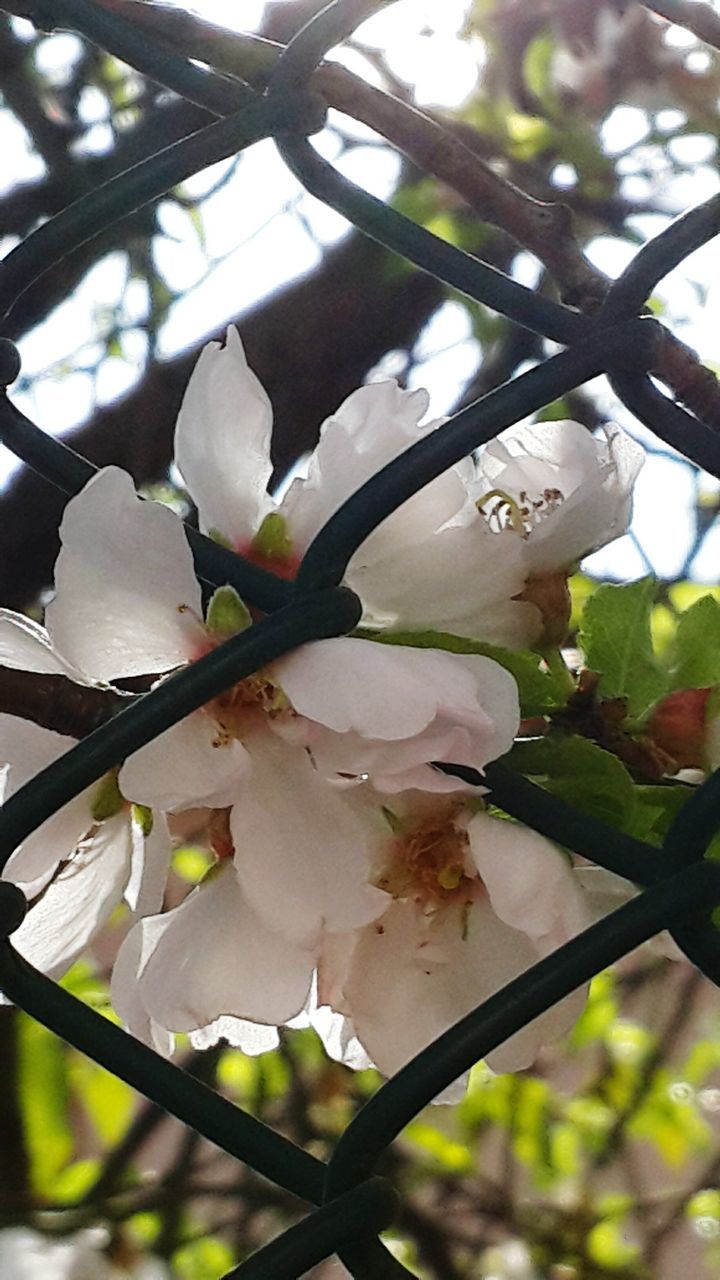 flower, freshness, growth, fragility, branch, petal, white color, low angle view, close-up, focus on foreground, nature, tree, beauty in nature, flower head, blooming, blossom, leaf, in bloom, twig, springtime