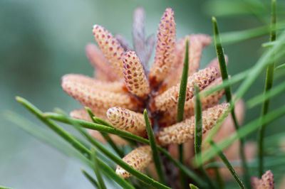 Close-up of flowering plant