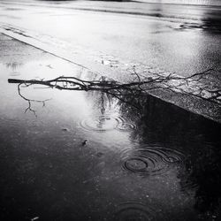 Reflection of bare trees in puddle