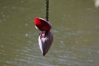 Close-up of banana flower hanging over lake