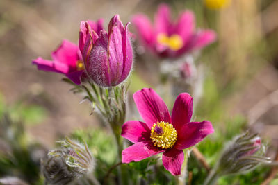 Close-up of pink flowering plant