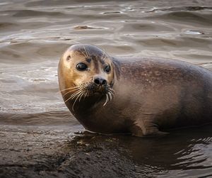 Close up portrait of a seal on the banks of the river thames in london