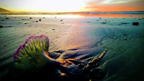 Surface level of beach against sky during sunset