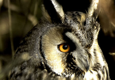 Close-up portrait of owl