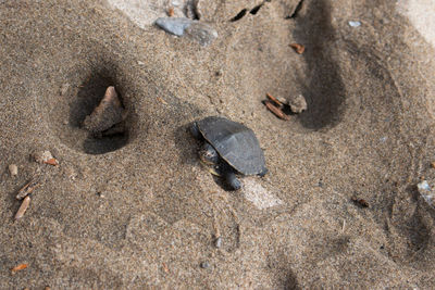 High angle view of turtle at beach