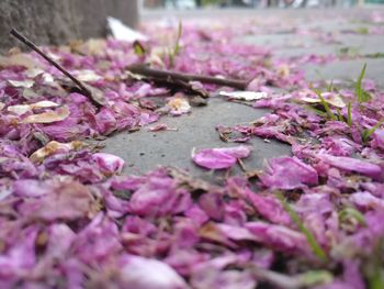 Close-up of pink flowers